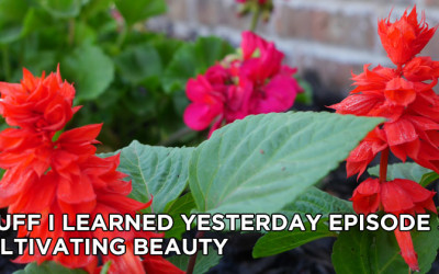 31- Cultivating Beauty