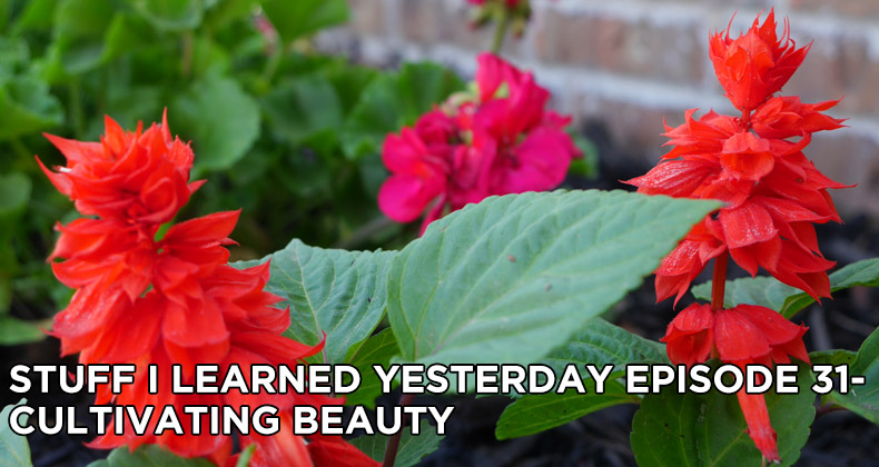 31- Cultivating Beauty
