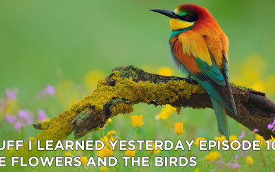 106- The Flowers and the Birds