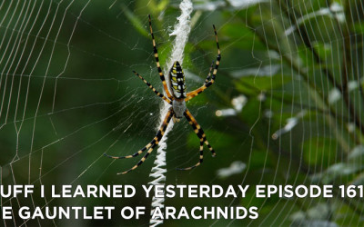 161- The Gauntlet of Arachnids