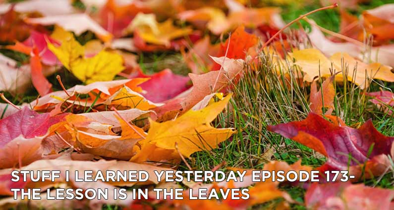 173- The Lesson Is In The Leaves