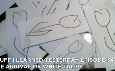 341- The Arrival of White Tulips