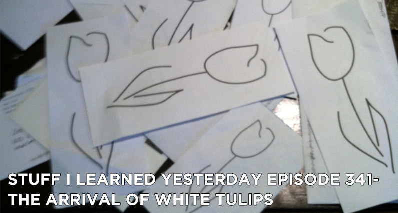 341- The Arrival of White Tulips