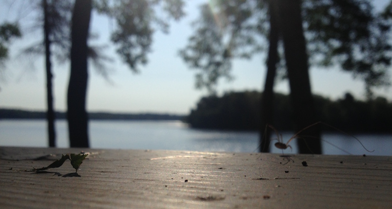 view--spider