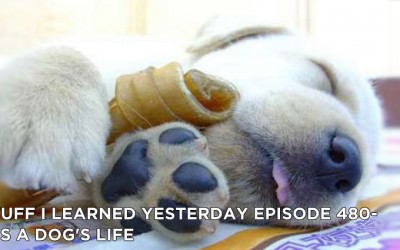 480- It’s a Dog’s Life