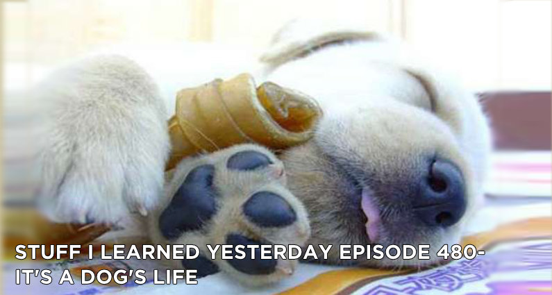 480- It’s a Dog’s Life